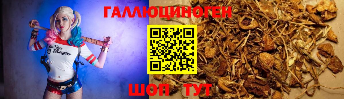 Галлюциногенные грибы Psilocybe Заинск